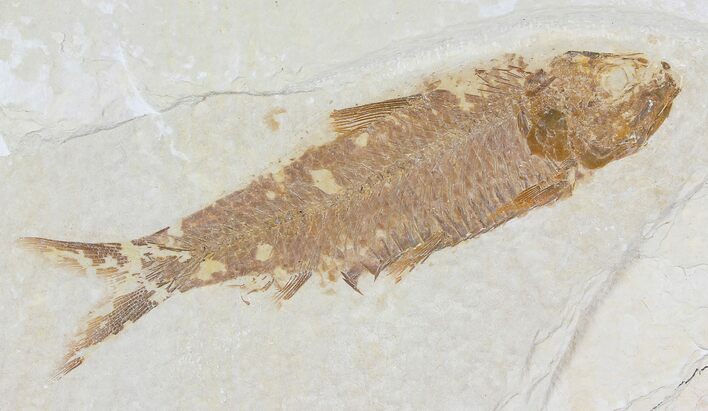 Fossil Fish (Knightia) - Wyoming #109984